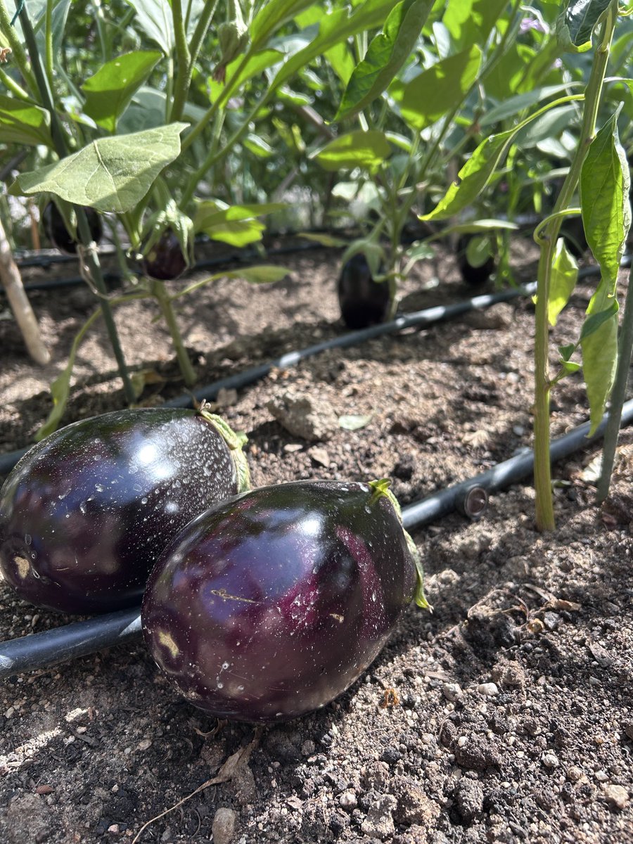 acme_ESP's tweet photo. Eggplant party #huertourbano https://t.co/d0LyPD5hbn