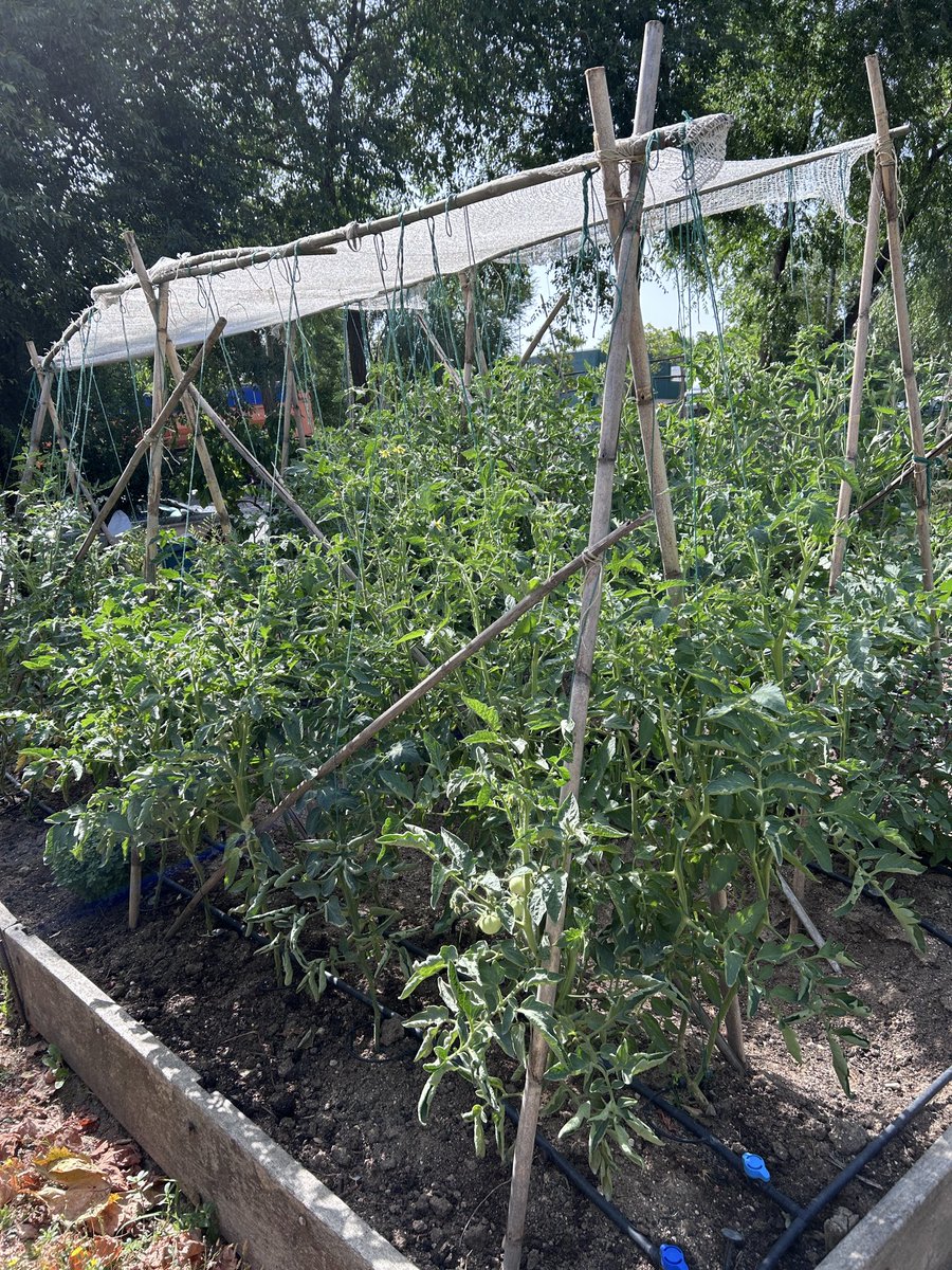 acme_ESP's tweet photo. Eggplant party #huertourbano https://t.co/d0LyPD5hbn