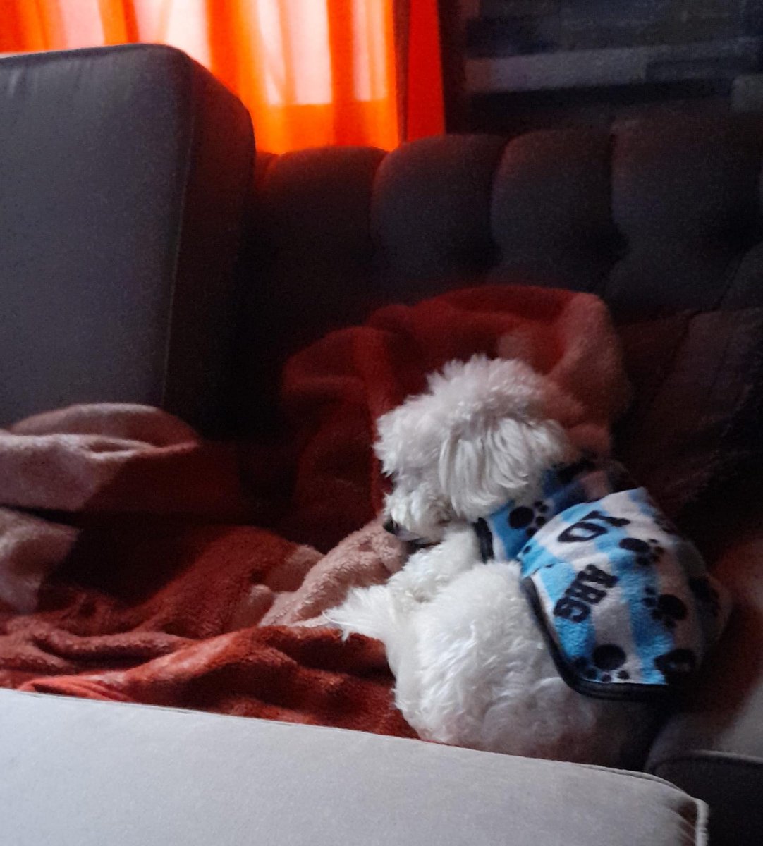 MaritoAG05's tweet photo. @todonoticias 
#estefinde BUEN DIA DAI &amp; SANTI Y EQUIPO, BUEN DOMINGO P/TODOS!!!
PUPPY DUERME AÚN 
⚽️🇦🇷✨️ https://t.co/fKgDOe5Oml
