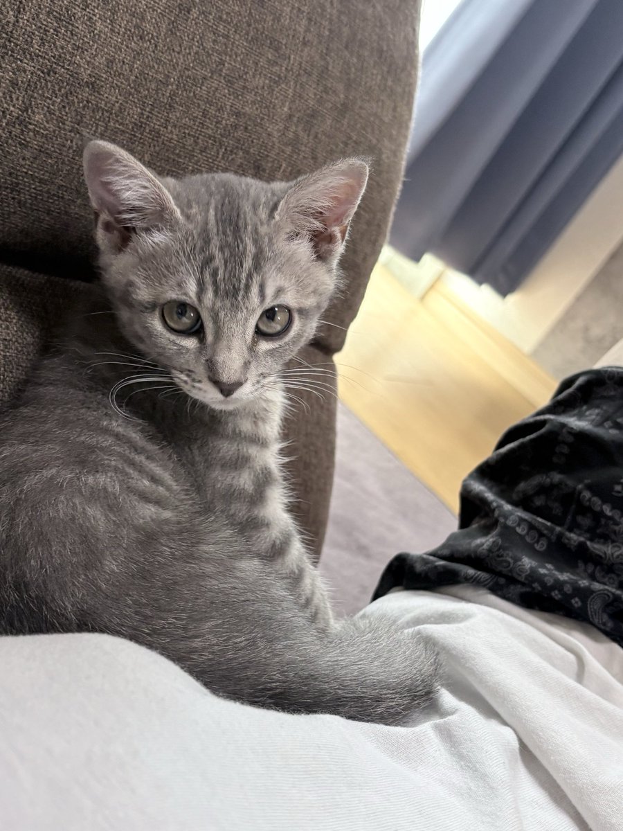 Shin2026421's tweet photo. ソファに持たれて飼い主の上に座るのがブーム https://t.co/dP3feUxt6v