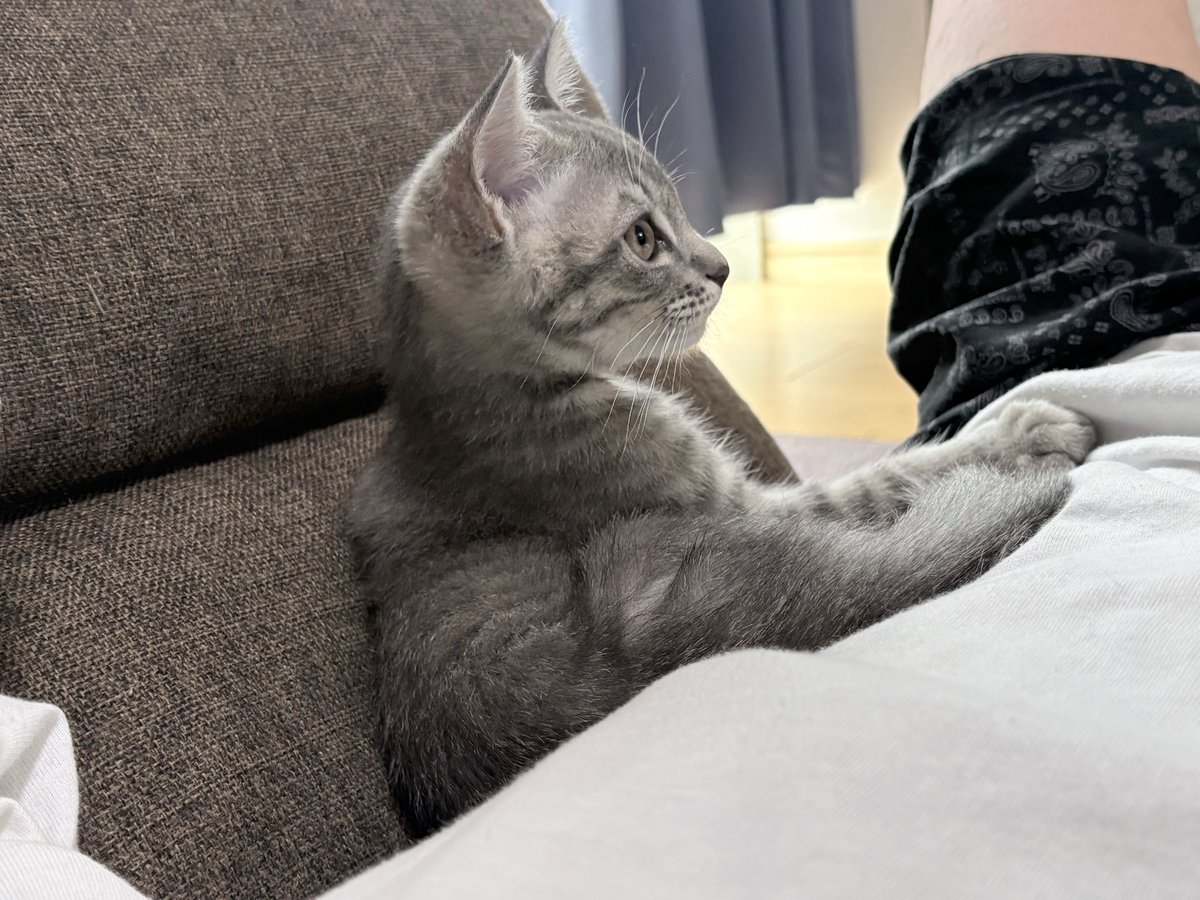 Shin2026421's tweet photo. ソファに持たれて飼い主の上に座るのがブーム https://t.co/dP3feUxt6v