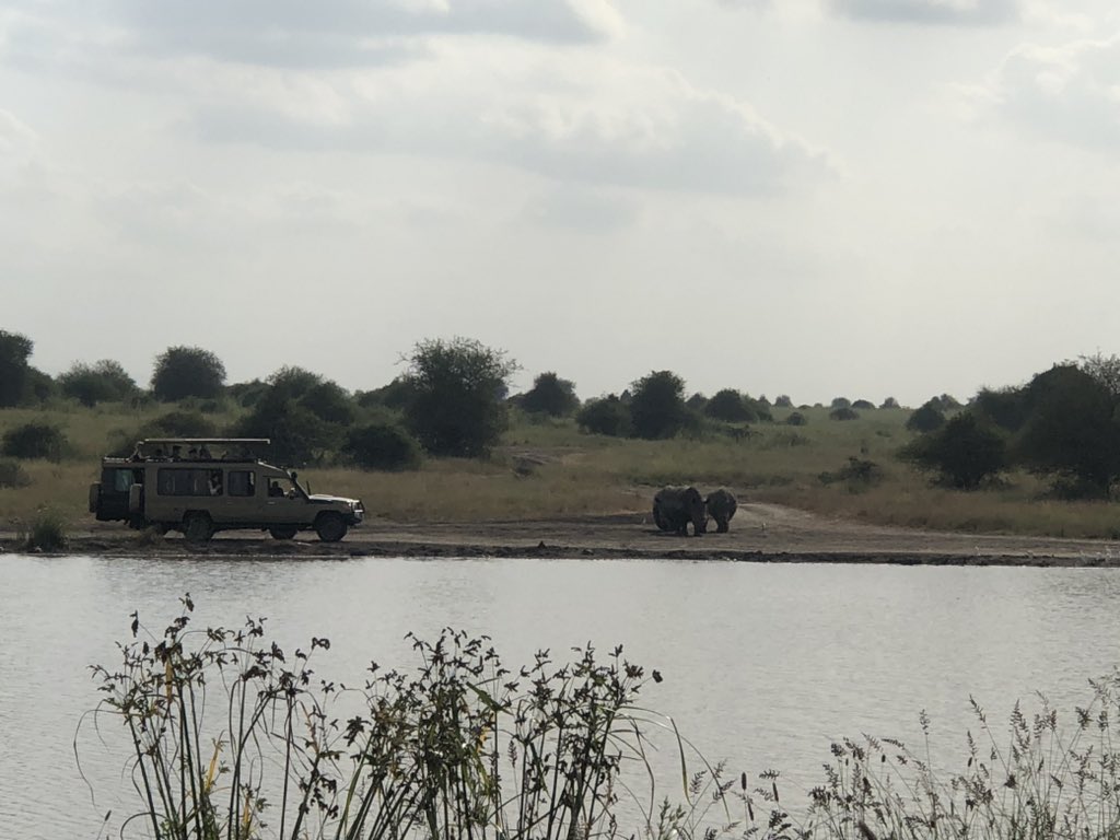 AlmasiNfts's tweet photo. 3 wide lipped rhinos frolicking in the water. 10 cars watching. It’s a mum and her 2 grownup calves. Never seen rhinos rolling around in the water like that. #NairobiNationalPark https://t.co/YPd1XtO1Zp