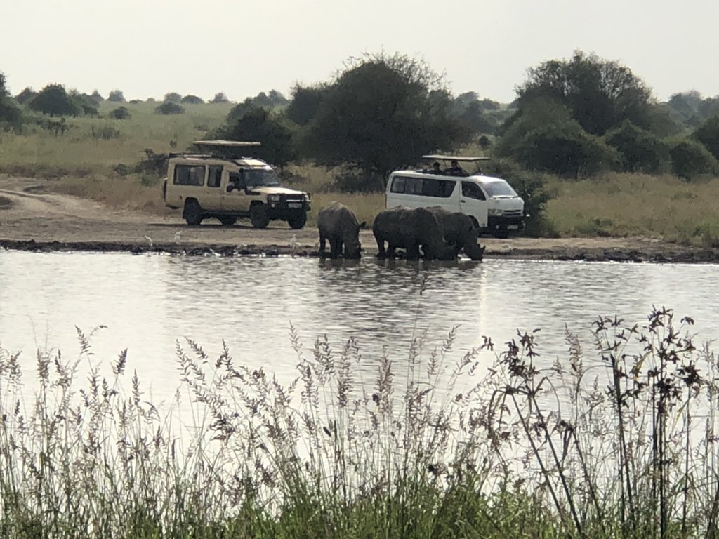 AlmasiNfts's tweet photo. 3 wide lipped rhinos frolicking in the water. 10 cars watching. It’s a mum and her 2 grownup calves. Never seen rhinos rolling around in the water like that. #NairobiNationalPark https://t.co/YPd1XtO1Zp