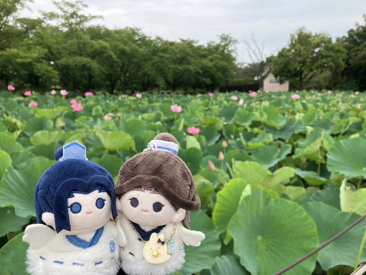 hanpen_sth's tweet photo. #宋嵐探し物の旅
古代蓮綺麗だったね🪷 https://t.co/ynREMJVATU