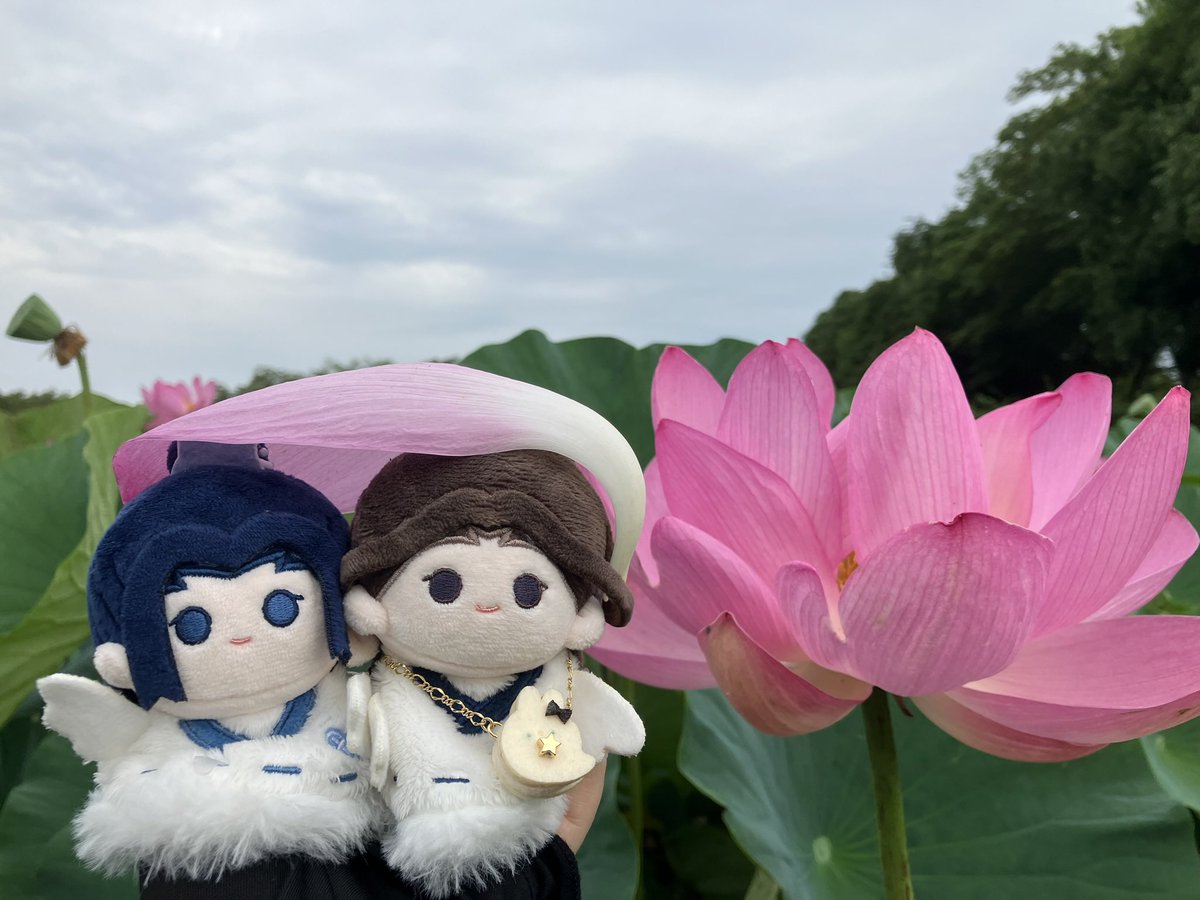 hanpen_sth's tweet photo. #宋嵐探し物の旅
古代蓮綺麗だったね🪷 https://t.co/ynREMJVATU