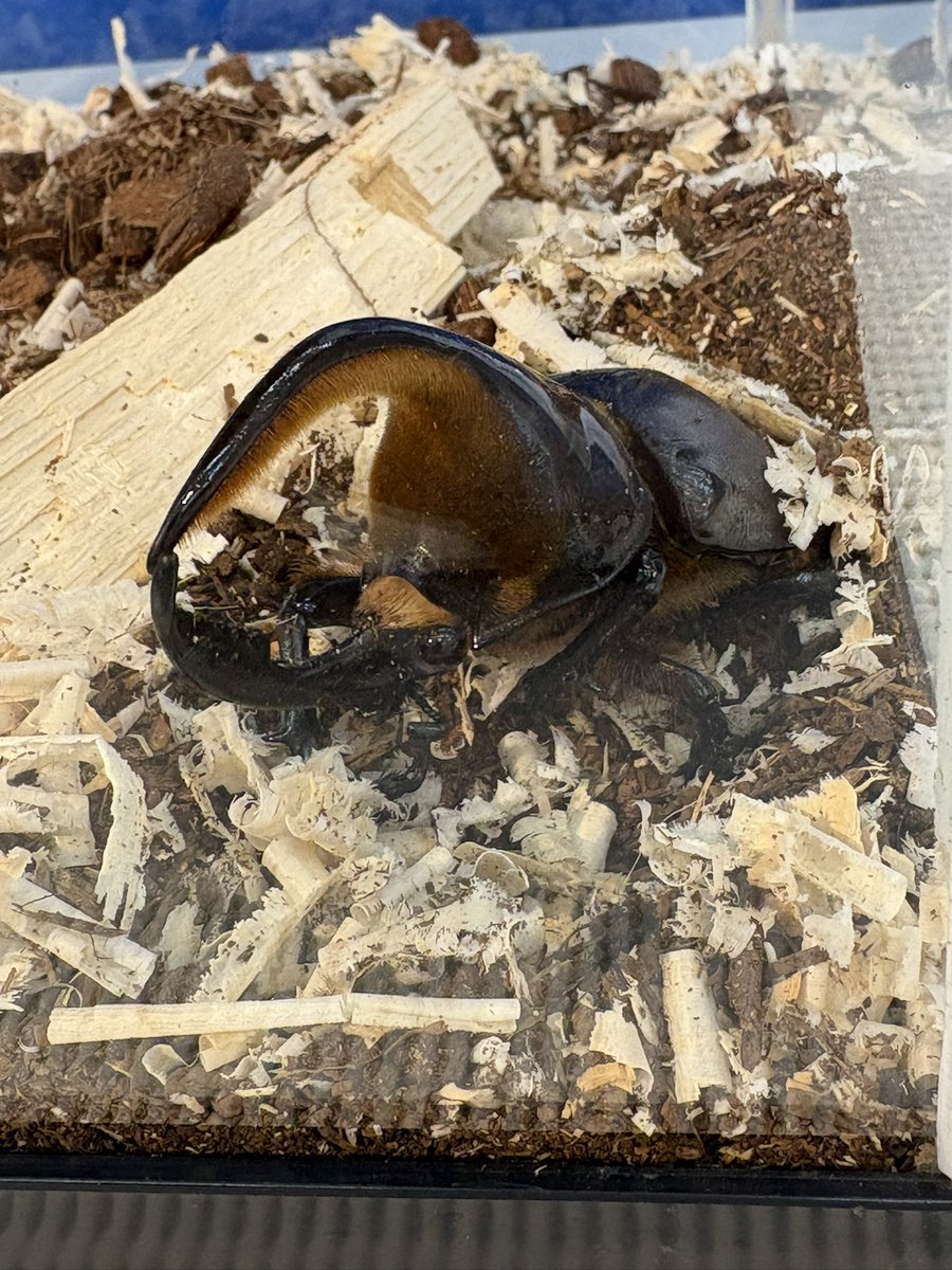 hakka0305's tweet photo. カブトムシ展してた
つぶらな瞳✨️
説明がわかりやすく、ちょいゆるっとしてて良かった☺️ https://t.co/aH7ifIT2c1