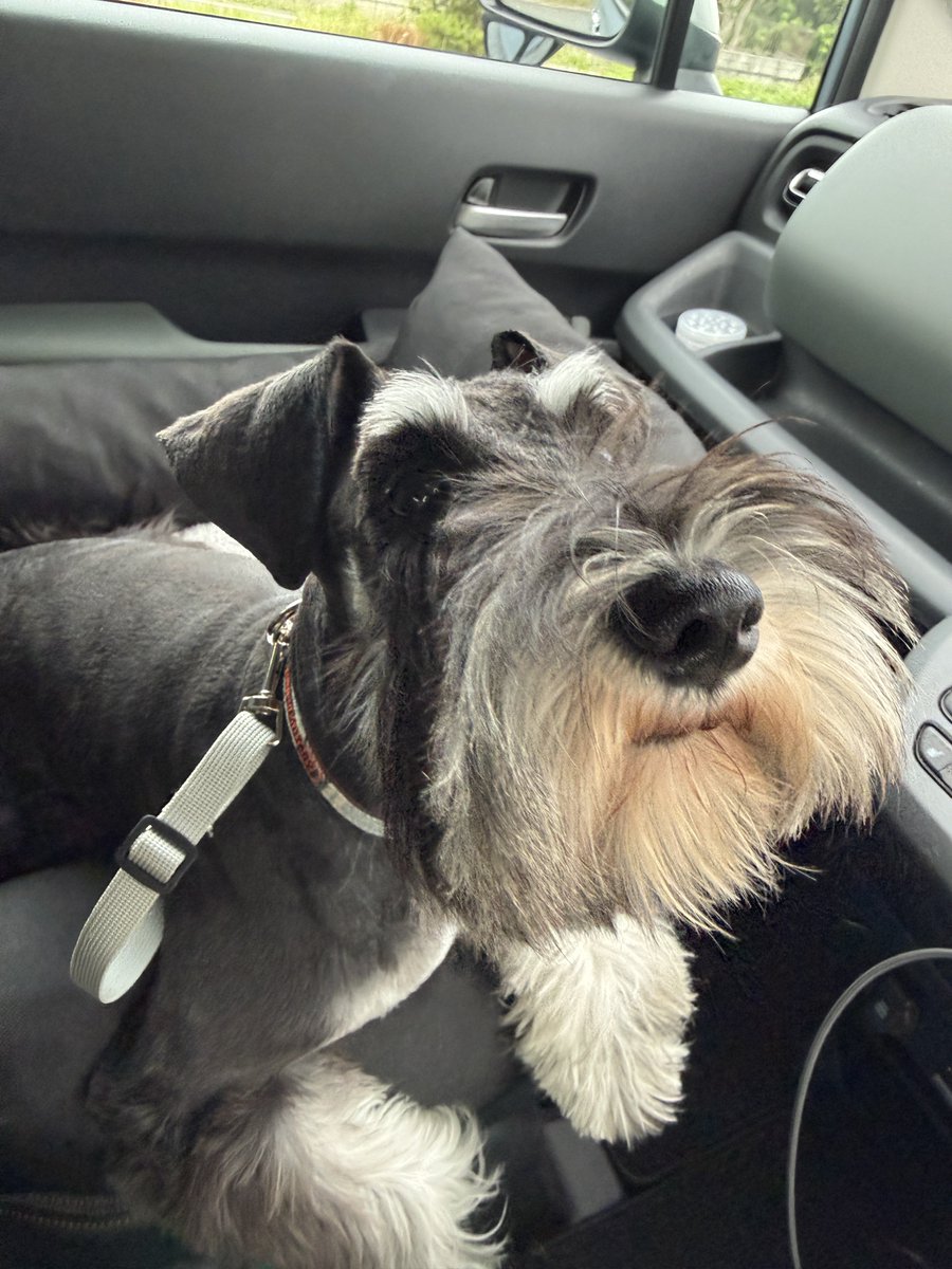 cat8bit's tweet photo. 世界の名犬牧場に行きました。口コミで言われてたことは何となく感じつつ、初プールでトイプーちゃんと楽しそうにできてよかった(  ˙꒳​˙  )
今日は某ドッグランに。ポメ兄弟にまた会えてハッピー。シュナマルくんもかわいかった。その後のお風呂は地獄でした。そんな休日。。。 https://t.co/x6FERVBfYn