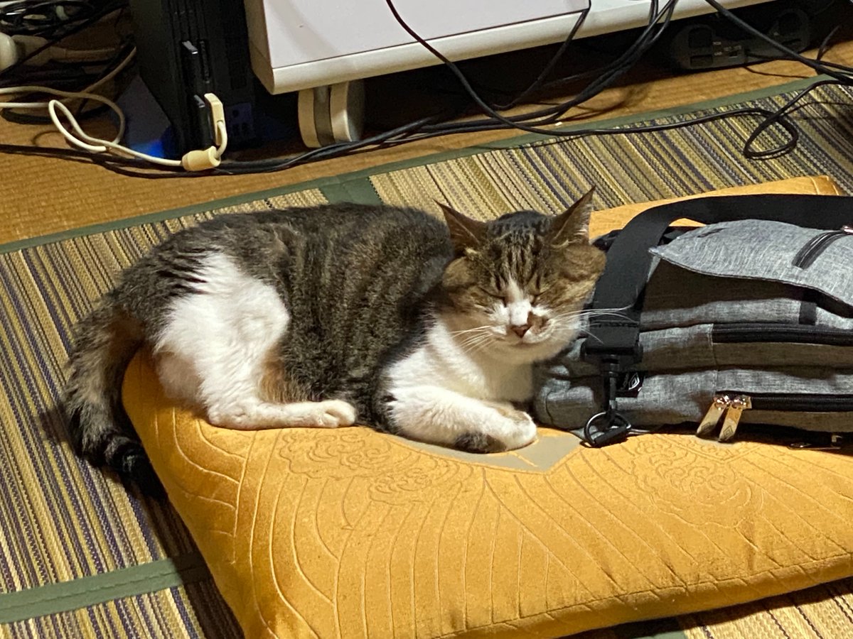 8bitter036's tweet photo. 実家に帰ってきて目を離した隙に、ワシのバッグを枕にして寝とりました😹 https://t.co/l4MjNFlqjT