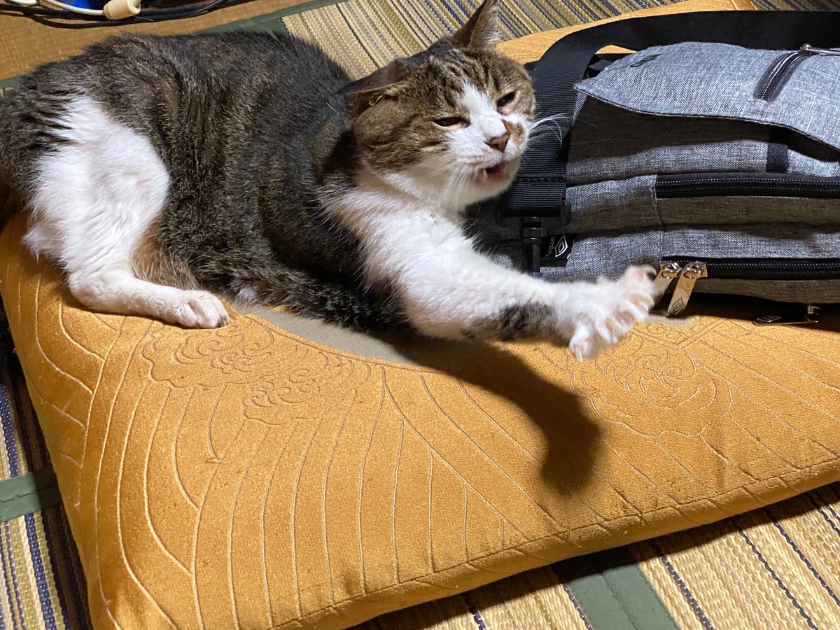 8bitter036's tweet photo. 実家に帰ってきて目を離した隙に、ワシのバッグを枕にして寝とりました😹 https://t.co/l4MjNFlqjT