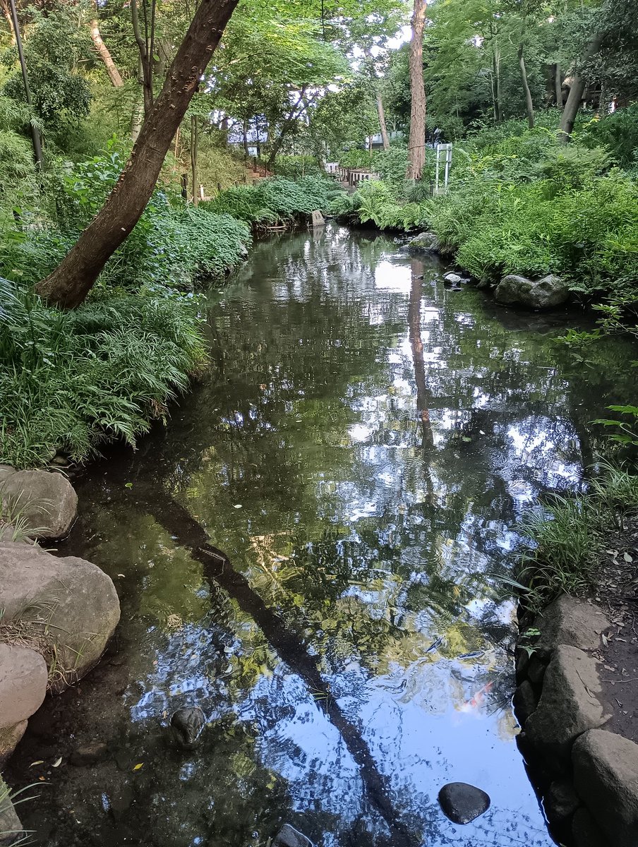 irrlicht2013's tweet photo. おとめ山公園

1969年開園、断崖に沿って起伏の富んだ地形の新宿区立公園。元々は徳川家の狩り場で立ち入り禁止だったことから御留山と呼ばれた。小さな池の周辺は薄暗い鬱蒼とした森になってる。 https://t.co/mi37K8q6HE
