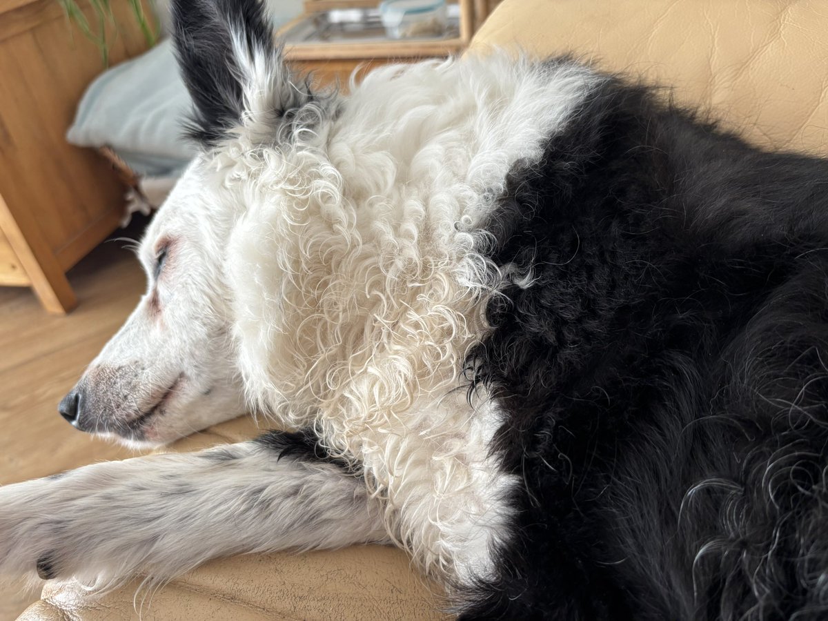Kath_F_M's tweet photo. @Kesthecollie Yep, that’s what we did this morning too😆 #curlywetfloof https://t.co/Bukoy38l0h