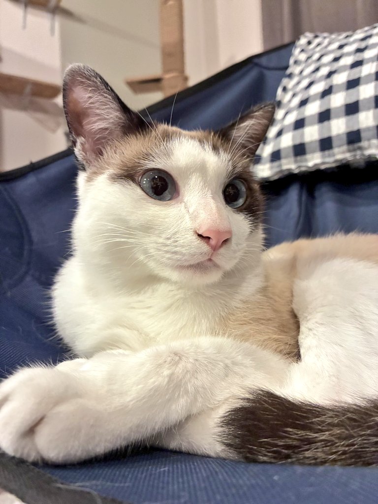 fureairoom's tweet photo. ビオレくん、つららちゃんのお家から頂きました２匹とも大きくなって仲良しで安心しました。
ありがとうございます🙇‍♀️ https://t.co/7u7KpjylB1