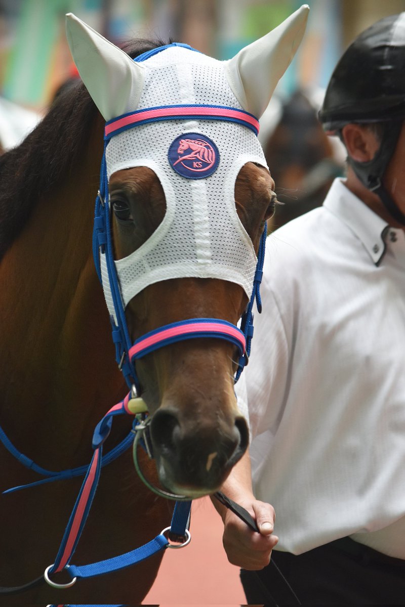 uma_uma_cha's tweet photo. 2026/7/12  福島4R

ラヴィサンエール

小手川厩舎約2カ月ぶりの勝利は新馬勝ち🥇
深道くんが積極的に乗ってくれて2馬身差つけての勝利👍
可愛いリボンもつけてもらって嬉しいねぇ🎀

#小手川準厩舎 
#ラヴィサンエール 
#石神深道 https://t.co/ibbcRvWeuD