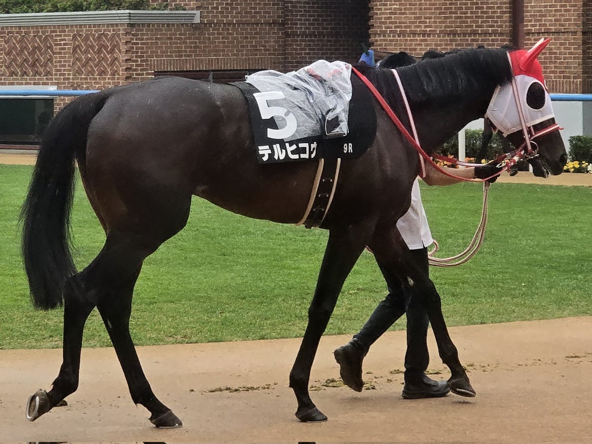 ボーンジーニアス号の応援馬券 第8R】1回休みw その間テルヒコウの応援馬券をGET🎫 そして、第9Rの