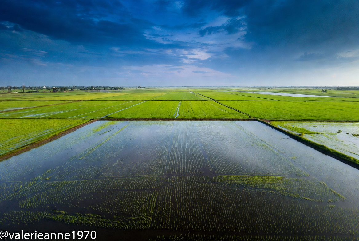 ValerieAnne1970's tweet photo. “Light & gentle” rice milk comes with a hidden environmental nightmare: flooded fields, massive methane, and arsenic.

Rice is grown in standing water — flooded paddies that turn into massive methane factories. Rice production alone accounts for a significant chunk of agricultural greenhouse gases because those anaerobic conditions release potent methane into the atmosphere.

It also guzzles enormous amounts of water. One liter of rice milk can require hundreds of liters of water due to the constant flooding needed for the crop.

On top of that, rice plants are notorious for absorbing arsenic from the soil and water — a toxic heavy metal linked to long-term health risks. Many rice milks have measurable levels that worry parents and health-conscious consumers.

While marketed as a mild, hypoallergenic alternative, rice milk sits near the top for greenhouse gas emissions among plant milks and carries real water and contamination baggage.

The “plant-based = automatically sustainable” story keeps cracking the more you zoom out.

If we actually care about climate impact, water resources, and what ends up in our bodies, rice milk isn’t the clean, innocent choice it’s sold as.

Support local farmers, ranches, markets & dairies by purchasing full fat nutritious dairy milk products.