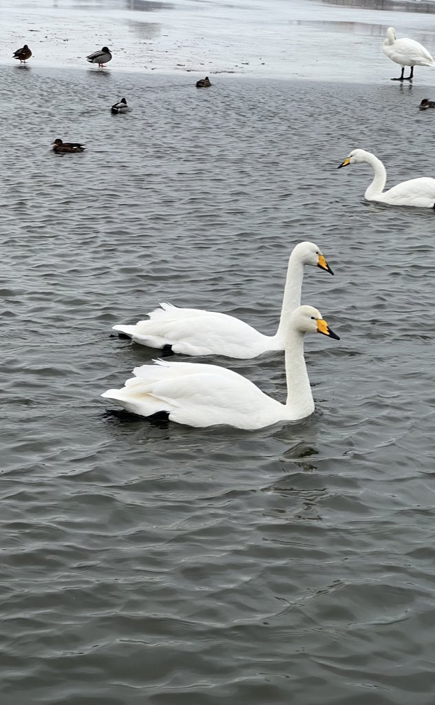 wapple15's tweet photo. Reykjavik 🇮🇸 #Swanday https://t.co/uAG2e6stvW