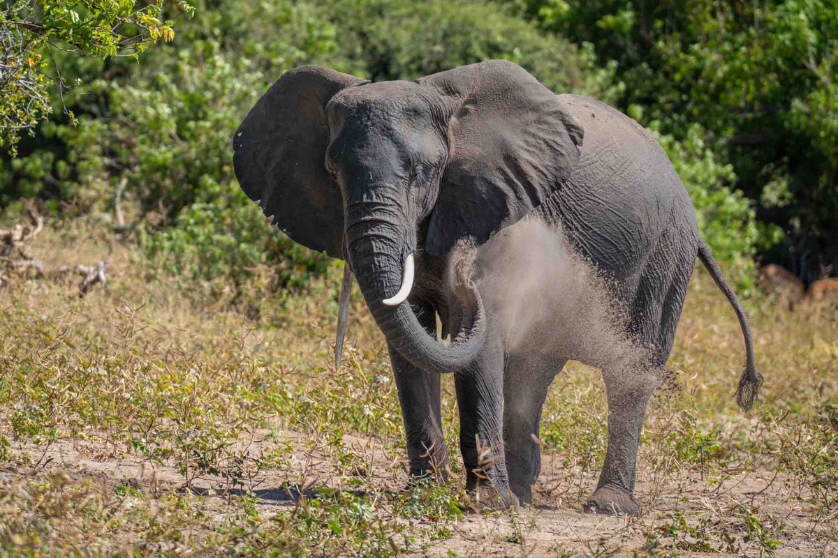 NickDale_Photo's tweet photo. Female African elephant wades across shallow river
#clipoftheday #videooftheday #elephants #chobenationalpark #onsafariwithnickdale
https://t.co/UHLw3ujOOp https://t.co/hW0sWOboJy