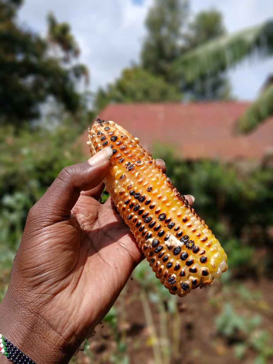 abuga_01's tweet photo. Early lunch huku shambani ni kuharvest tukichoma😂 https://t.co/ul47EZpg9K