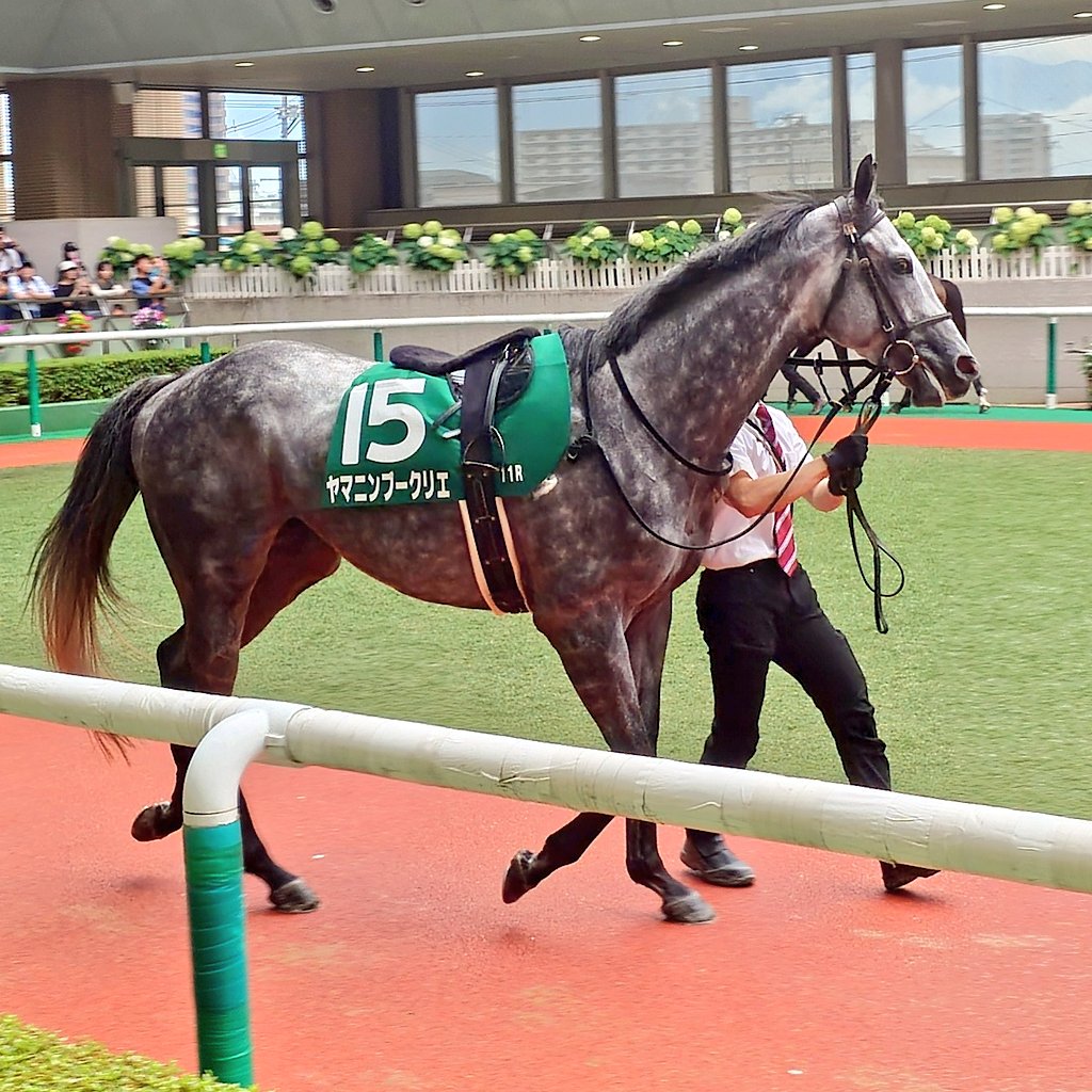 YamaninClub's tweet photo. 福島11R #七夕賞 (G3) に出走した #ヤマニンブークリエ ですが、好スタートからなかなかのレース運びができたかな、と思いましたが、ハイペースも衰えない展開となり、追い込むも6着までという結果となりました。
残念ですが、まだまだこれからの馬。一緒に応援頂き感謝👊 https://t.co/n9F8ZrD95a