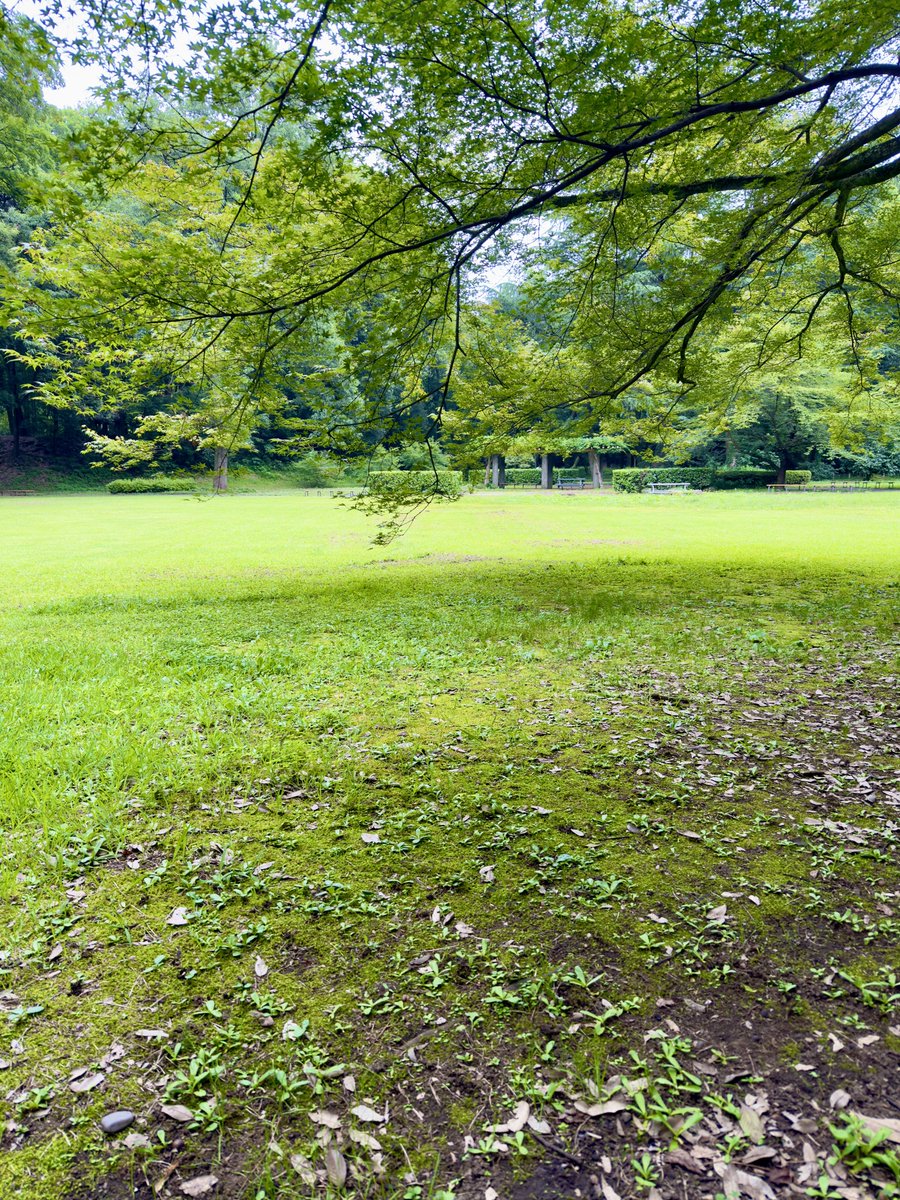 NATSUNO_MI's tweet photo. 今日は帰りに公園で読書してきました📖
日差しもあまりなく涼しかったので🌳
これからは暑くてしばらくできなくなるかな🫠
#読書 https://t.co/fWE77uK6Zq