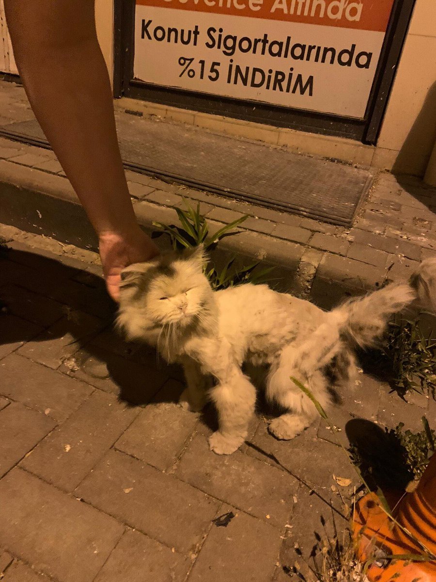 patiarkadas's tweet photo. Bu kedi aslında bembeyaz ve cins bir kedi ama ne hale geldiğine bakın.Tüylerinin yarısı traşlı yarısı da çok kötü durumda.Maalesef arabaları falan da tanımıyor. Uşak

İnstagram  @patigillerilan https://t.co/fpIOAT6J5u