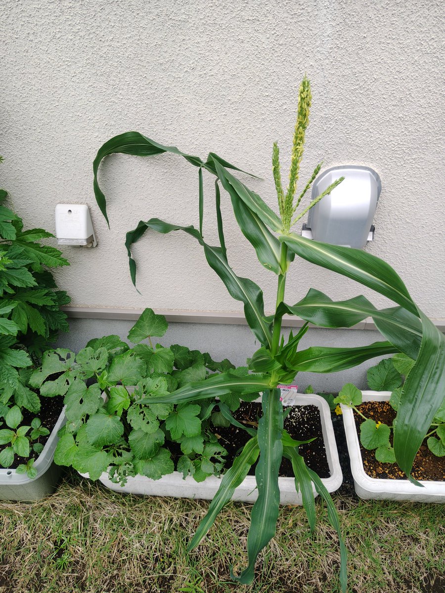 SatoshiYama's tweet photo. 我が家で白いトウモロコシを育ててたのですが、今日初めて収穫することができました。非常に甘くて大成功でした。 https://t.co/HOWb2gZ7A2