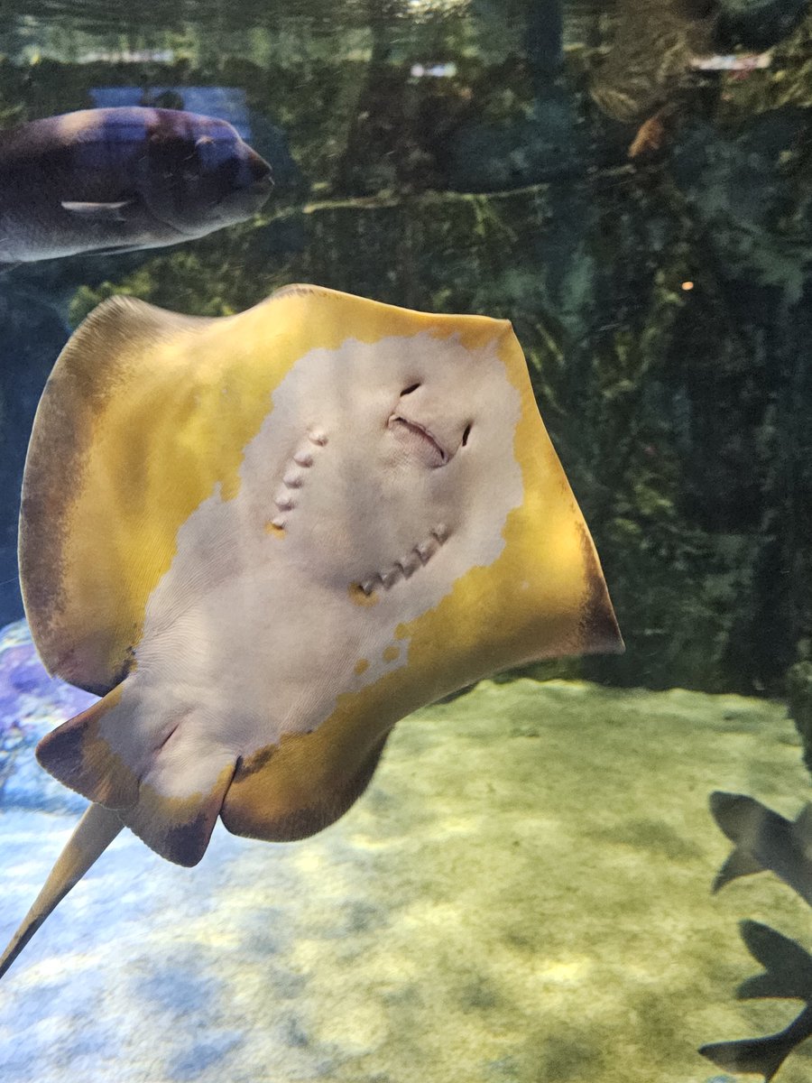 yRt65s's tweet photo. 見たことない生き物が沢山いて 過去一好きな水族館だった https://t.co/zdo0gQ7Ste