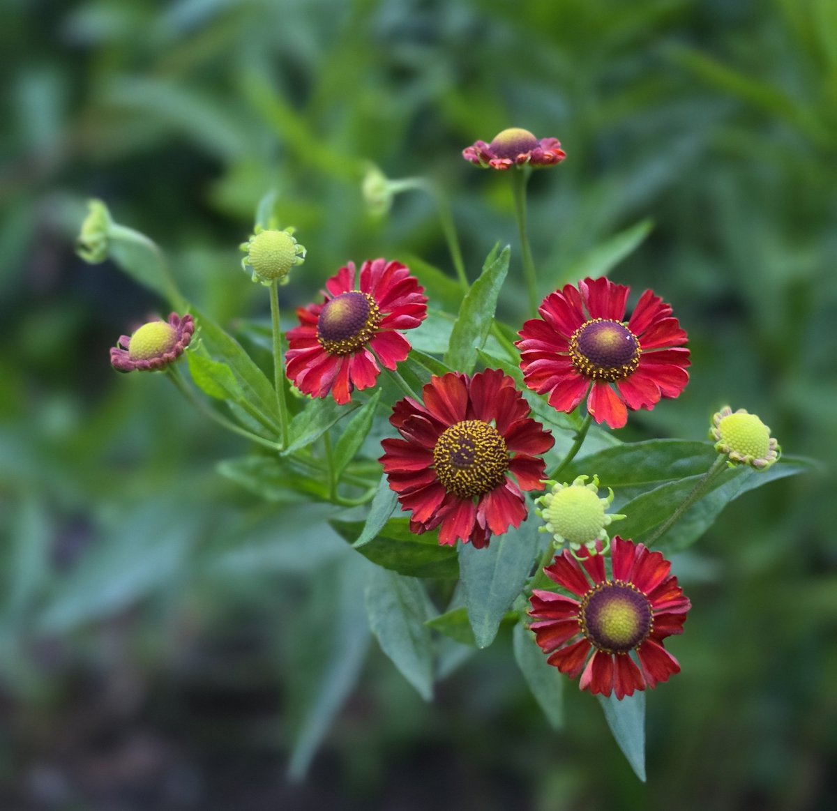 mimo222325's tweet photo. ホタルが  飛んでいるかのような
ヘレニウム の花    ❁ * .ﾟ https://t.co/eVqagbNi9I