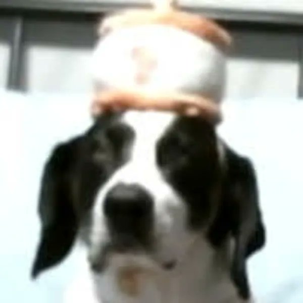 Sythsaz's tweet photo. Did you know I have a gift wishlist for Sir Flop and us? You can also send anything you want and have me open it on stream, too! https://t.co/6thI0xTFSh https://t.co/IHxUjEsXCF