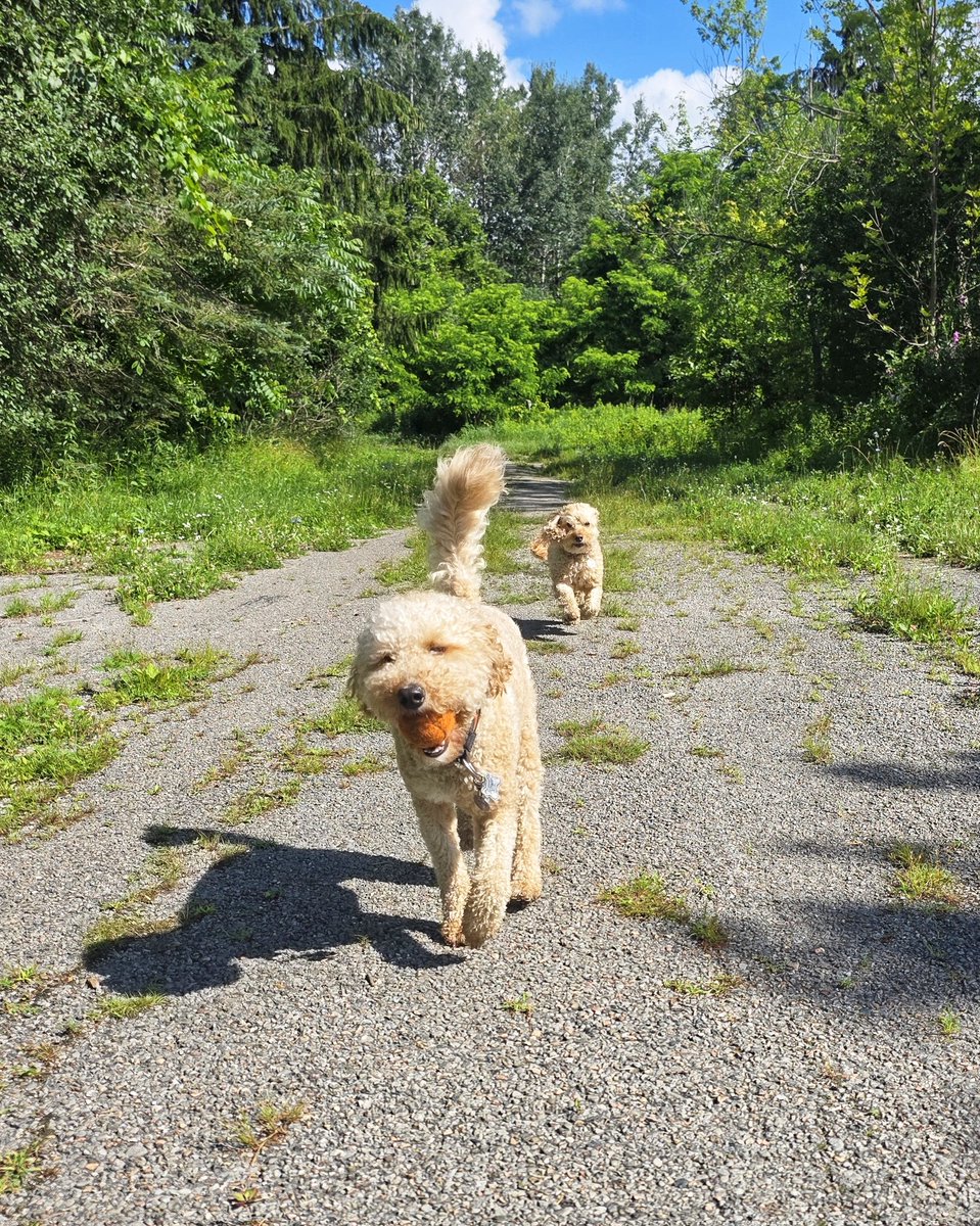 WalkinDogwalk's tweet photo. #Sundayshenanigans - the pups are at it again!
😁💖🐾🐶🐕🐾💖
#Sundayfunday #welovesummer #walkinthedog https://t.co/QfmGaW2WCM