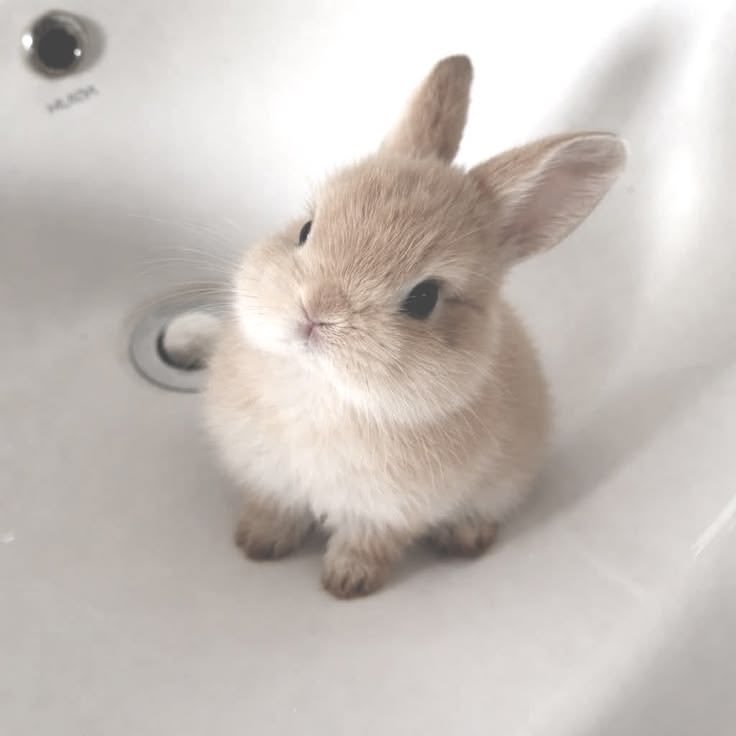 angelvamph's tweet photo. how does pinterest see you? 

　ིྀ ͝  ⏝ི ྀིྀ ིྀ ͝ ⏝♡ ིིྀ ͝　

☕ cafe
🐇 animal
🧁 food 
🌸flower https://t.co/CSjxjRDASY