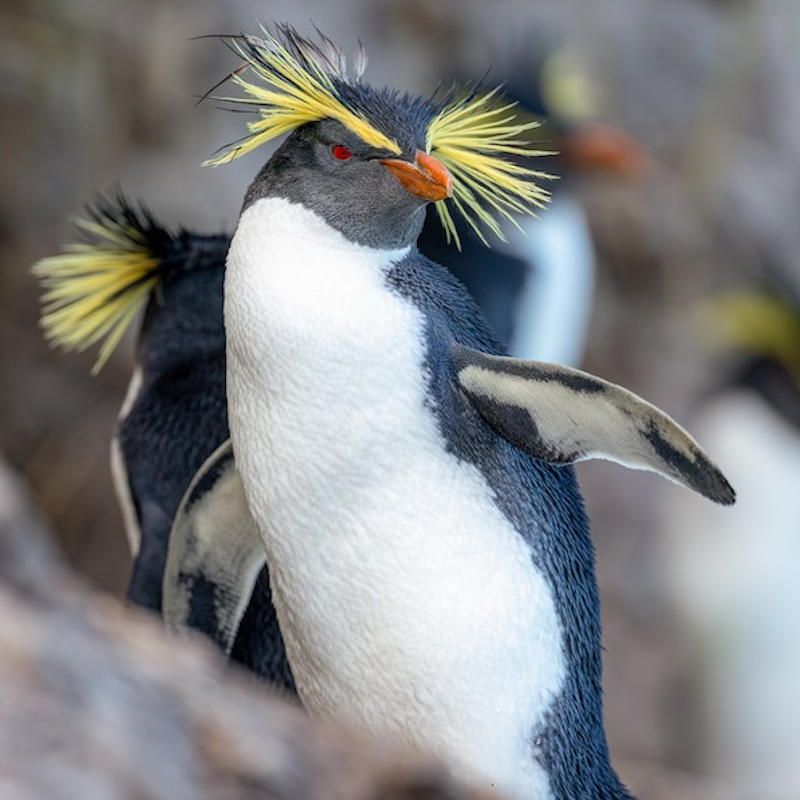 AMAZlNGNATURE's tweet photo. Rockhopper penguins wear bright yellow "eyebrows" for a reason

Its bright yellow feathers help other penguins spot and recognize it among thousands of neighbors. https://t.co/YO3t8qYqZy