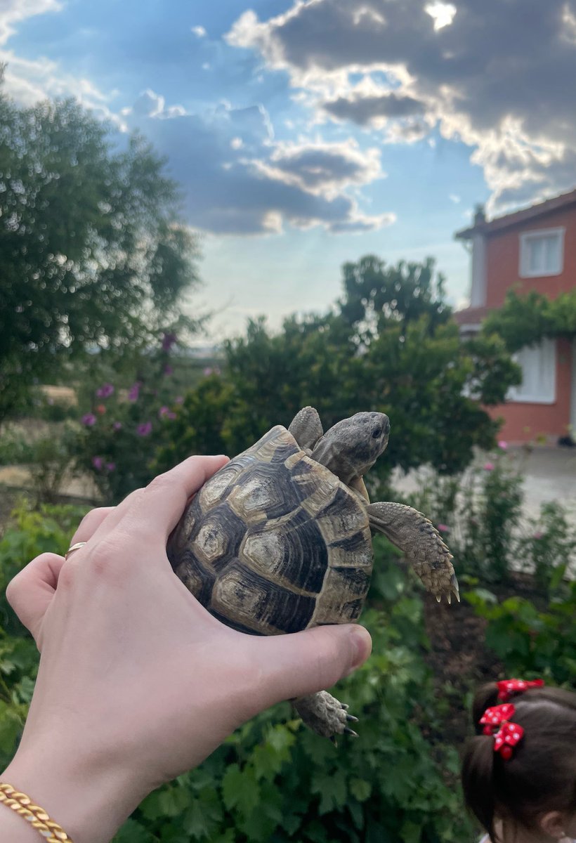 ozall_s's tweet photo. Köyde olmaya bayılıyorum 🐢 🥹 https://t.co/RH9SsSNTBM