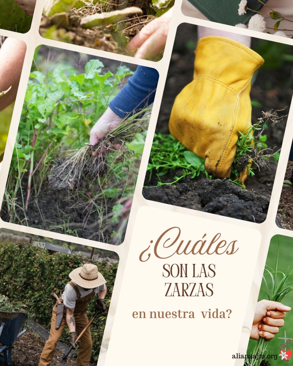 ISAlianzaJM's tweet photo. 🍃📖 El Evangelio de hoy nos invita a mirar nuestro corazón y descubrir cuáles son nuestras “zarzas”: aquello que nos distrae y nos aleja de la Palabra. La semilla está sembrada; cuidemos nuestra tierra con valentía, libertad y compromiso para que dé fruto abundante. 🕯️🌱 https://t.co/Y9NxSAvWjU