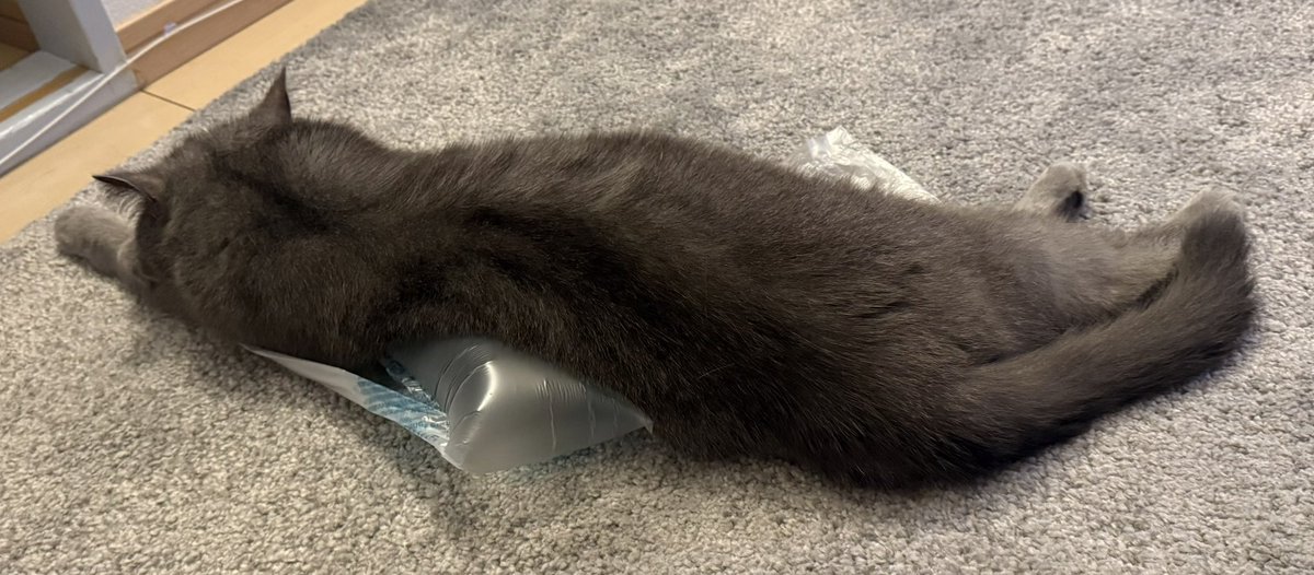 onikuudon014's tweet photo. 最近お気に入りのビニール梱包材😂🦭🦭🦭🦭 https://t.co/xpjb8M2rjK