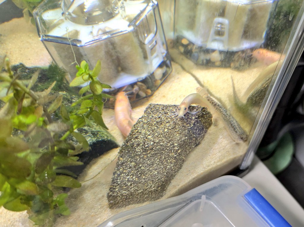 kitakara_enshu's tweet photo. ちっちゃな視線
#ドジョウ
#Loaches
#Aquarium https://t.co/WxvWU04UBB