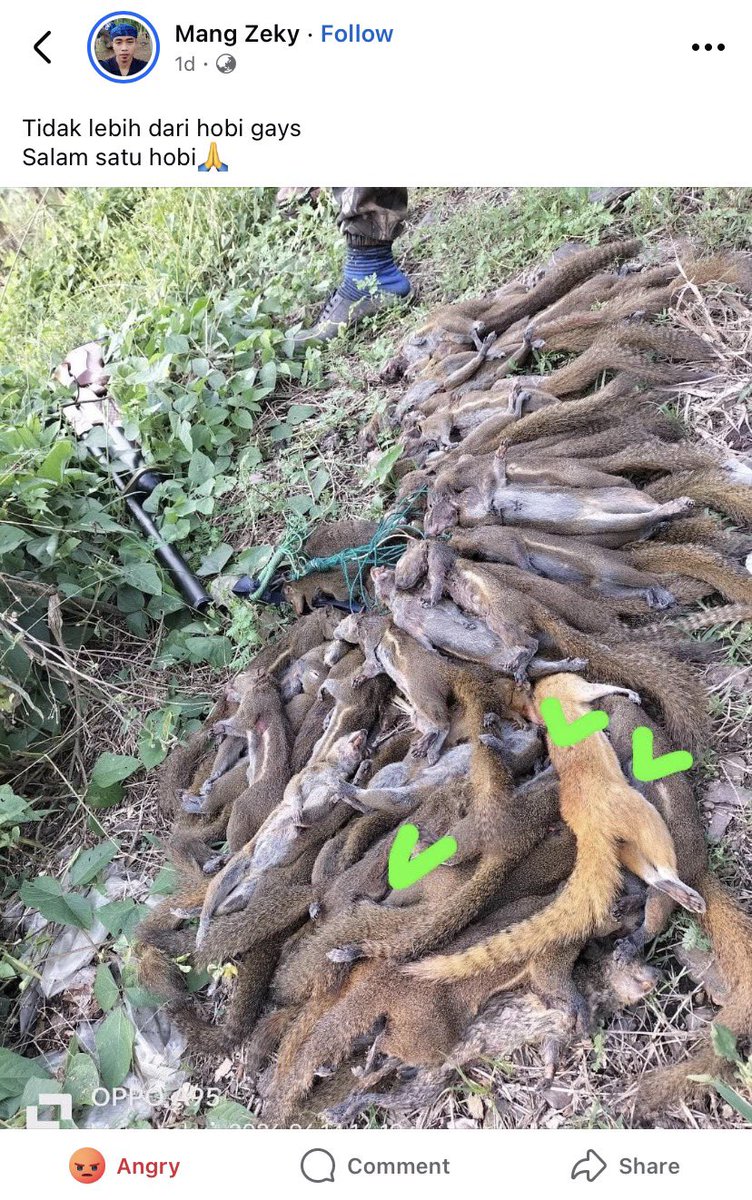 jellypastaa's tweet photo. patah hati banget 💔
barusan dapat kiriman foto dari mutual, terus pas dicek lebih lanjut ternyata lokasinya di Rangkasbitung.

aku gabisa mastiin spesies apa yang dibunuh, tapi jumlah sebanyak ini kayanya udah cukup jadi alasan buat petugas meriksa gasih?

karna populasi satwa liar itu kan ga bekerja kek stok barang di gudang ya 🥲

tupai ini teman-teman, dia memang sering dianggap hewan yang cuma curi buah dari kebun. padahal di alam, mereka ikut menentukan tanaman mana aja yang bakal tumbuh jadi generasi hutan berikutnya.

mereka bawa buah dan biji menjauh dari pohon induknya, terus makanin atau nyimpen sebagian di tempat lain.

masalahnya, jangankan kita, mereka sendiri tuh kadang lupa di mana mereka nyimpen biji atau buah yang mereka tabung.

biji atau buah yang terlupakan itulah yang punya kesempatan berkecambah di tempat baru.

bisa bayangin ga? dia nyimpen hal terbaik, di tempat terbaik, terus berkecambah menjadi sesuatu yang jauh lebih baik. besar jasanya walau tubuhnya kicik.

selain itu, dia juga ikut mengatur kepadatan bibit dengan makanin banyak biji, supaya ga semua tanaman tumbuh berdesakan dan saling berebut cahaya, air, atau nutrisi di titik yang sama.

kalo mereka musnah dari satu lokasi, dampaknya bakal muncul perlahan nantinya.

salah satunya yha regenerasi beberapa tumbuhan berkurang, pola tumbuh bibit berubah, lalu susunan jenis tumbuhan di lokasi itu bisa ikut bergeser.

dalam ekologi, hilangnya satu populasi dari wilayah tertentu disebut kepunahan lokal.

spesiesnya mungkin masi hidup di tempat lain, tapi fungsi ekologisnya udah hilang dari lokasi itu 💔