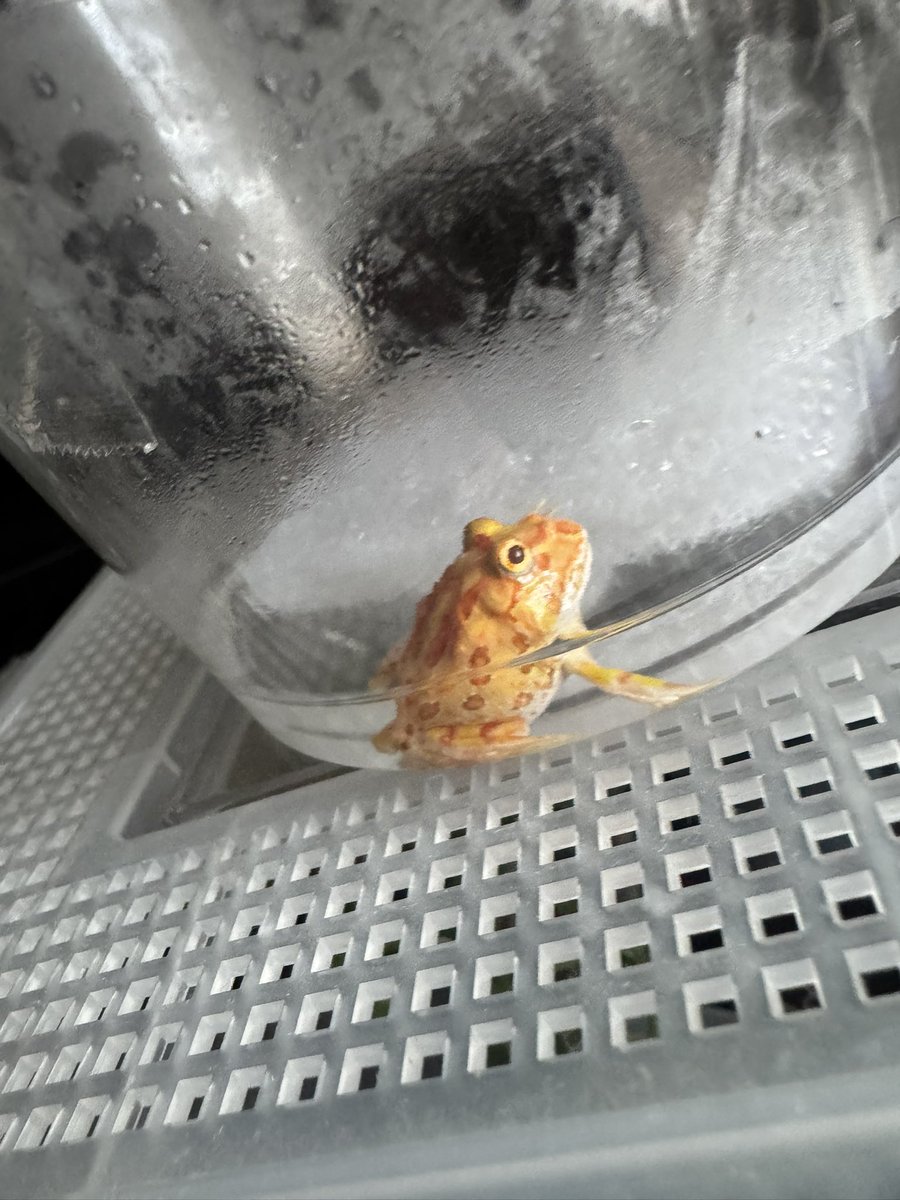 mmk_4213's tweet photo. ケロケロ🐸
新入り赤ちゃんのまだオタマジャクシのかわいい子が来ました〜
くさもちと同じクランウェルの【みかん】です(((o(*ﾟ▽ﾟ*)o))) https://t.co/tN4CbtJthZ