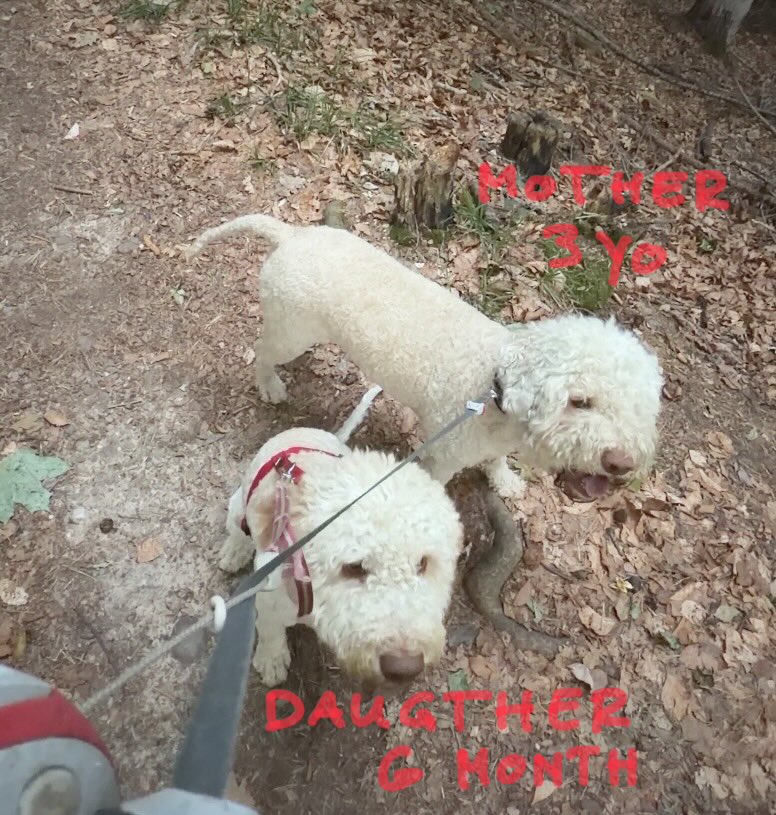 SirWyliesau's tweet photo. Morning walk gold 🥇
Our Dogs, first the mom then the daughter, found two nice Truffles.
Happy day 🥳
#dog #truffle https://t.co/HrQNDRCGpJ
