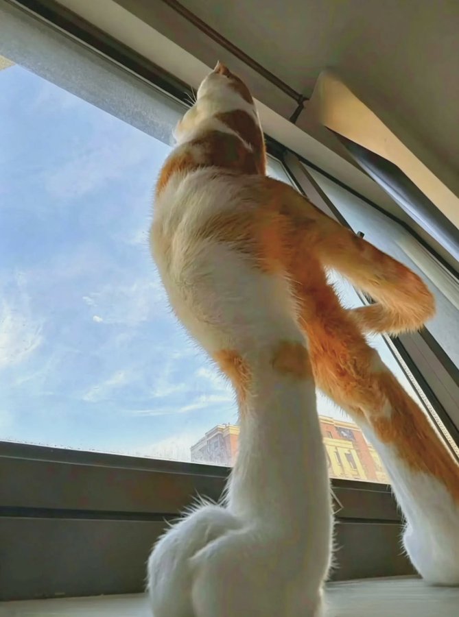 TheCatsX's tweet photo. stretching the limits https://t.co/BCfuovZRmN