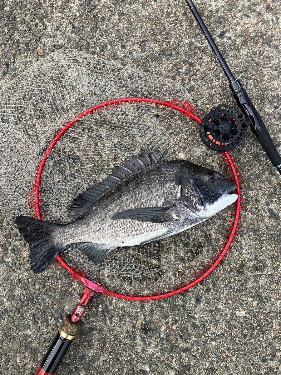 haneendo's tweet photo. 湾奥落とし込み
餌はミジ団子
濁りは良かったのに思ってたよりアタリ少なかった⤵︎
結果、チヌ４匹
もう少し釣りたかった😁
あと潰れる前にTV買い替えました🥳 https://t.co/7a6NI1bPOO