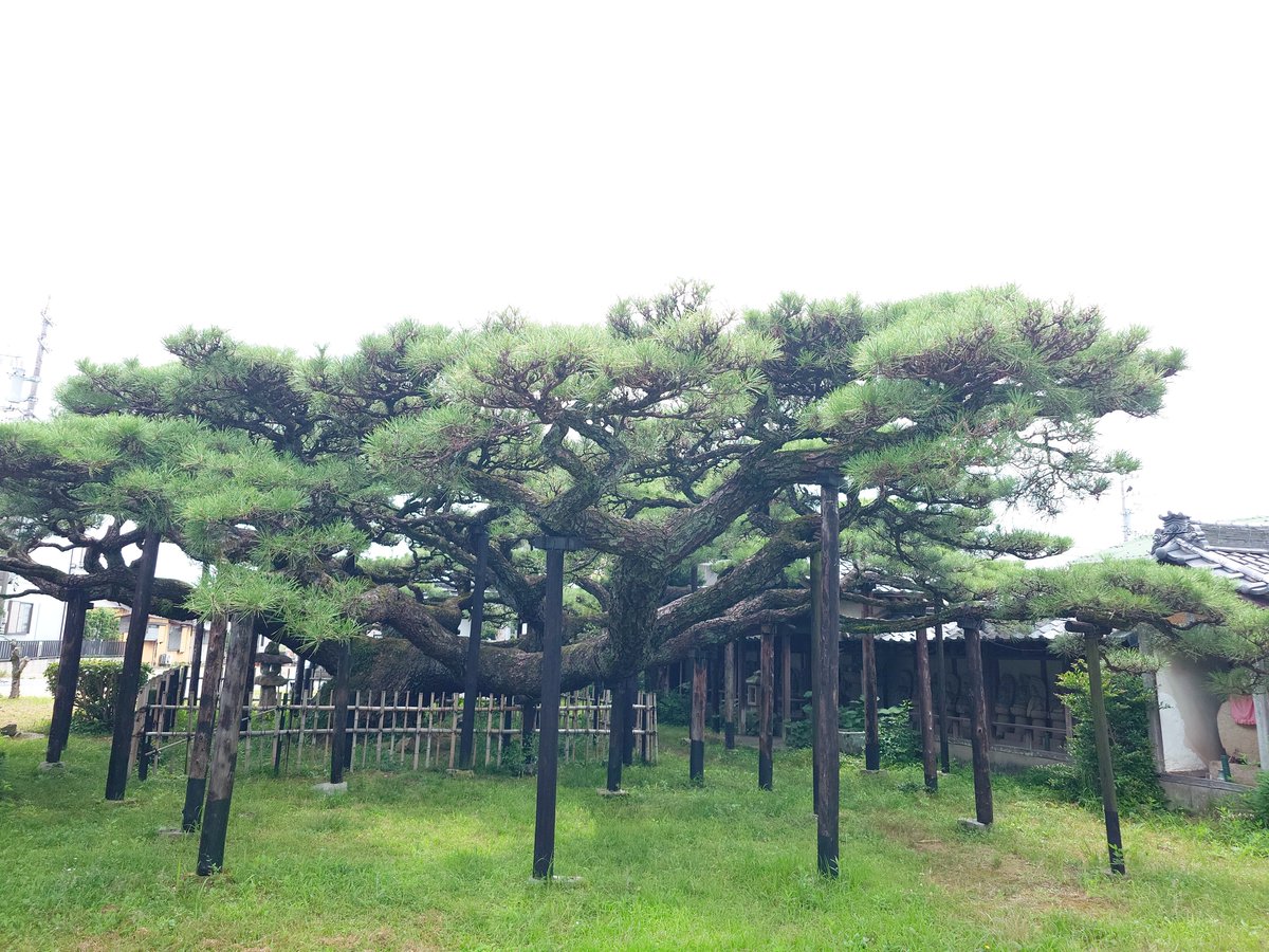 旧東海道で見つけたお寺、永安寺の雲竜の松。 なかなかどうして立派な 