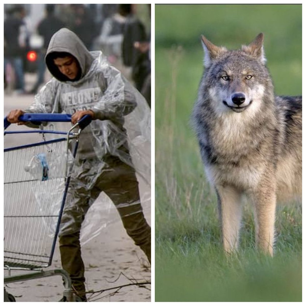 henkbres's tweet photo. Goedemorgen allemaal, een hele mooie en fijne zondag, geniet van het mooie weer, en we zullen doorgaan met strijden tegen AZC's en die asiel/gelukzoekers 👊👊👊
Voor de wolf wordt de wet wel veranderd omdat ze gevaarlijk zijn, en de andere die net zo gevaarlijk zijn niet?? https://t.co/d3i2ONvKxE