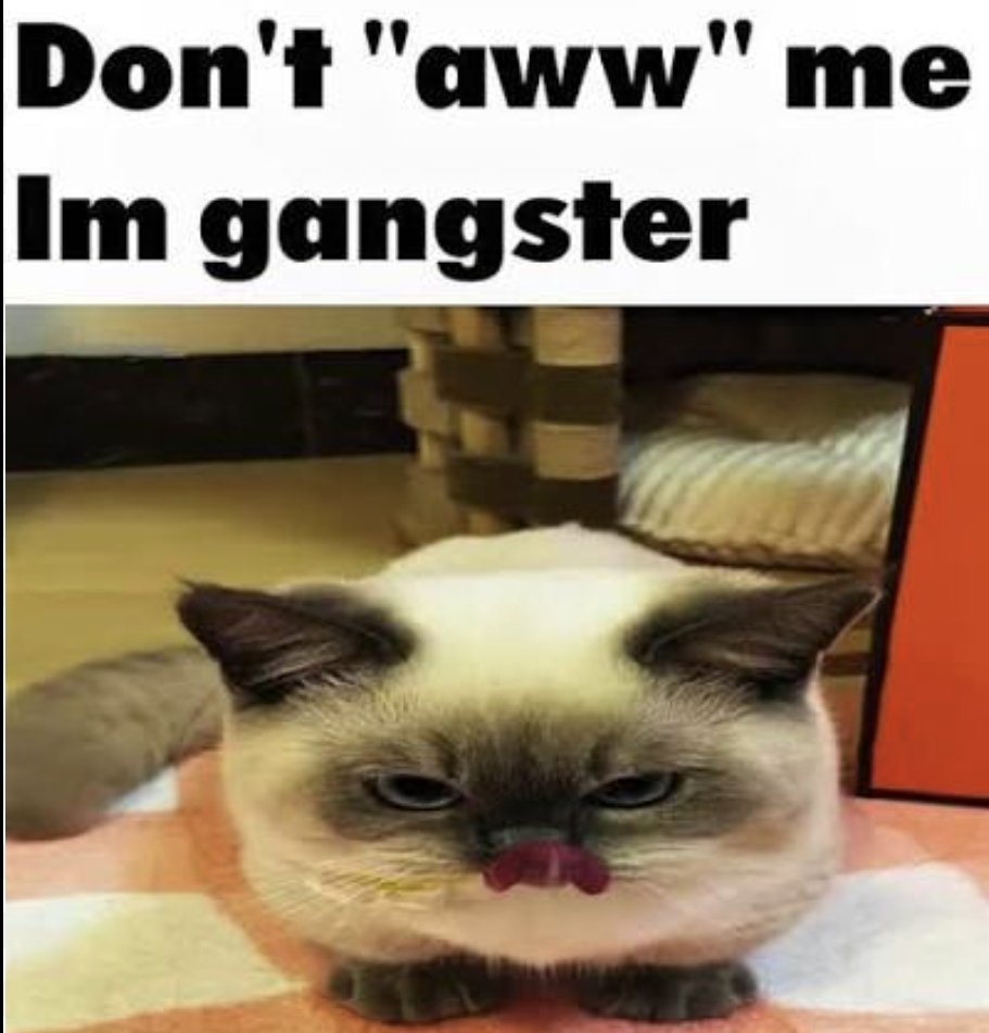 ilikecatpics's tweet photo. @LocalSnowman https://t.co/BWzzovKlkX
