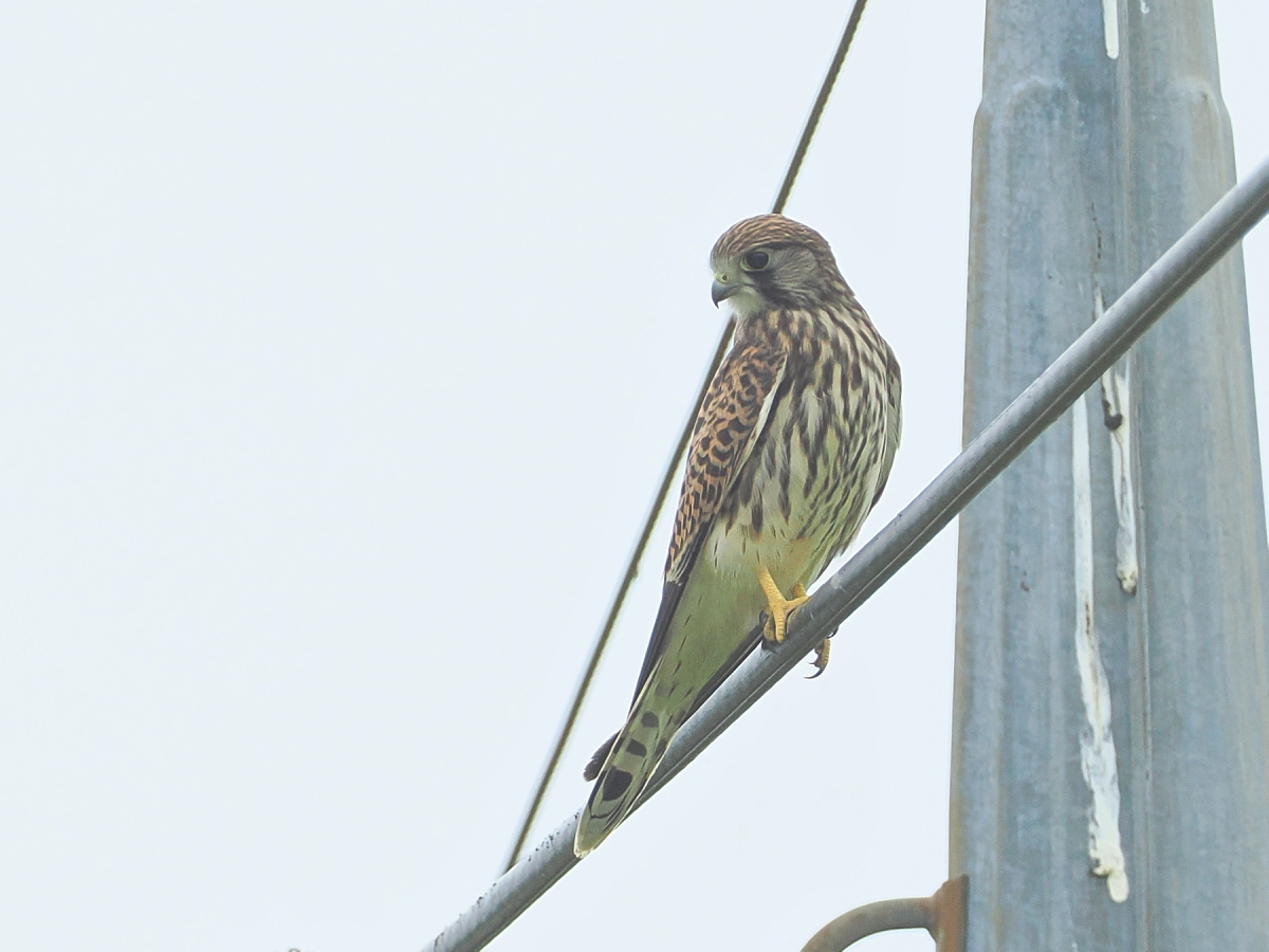 wb_wings's tweet photo. 長元坊
#チョウゲンボウ
#CommonKestrel
#野木町
2026/07/12 https://t.co/YQ7M5ber8p