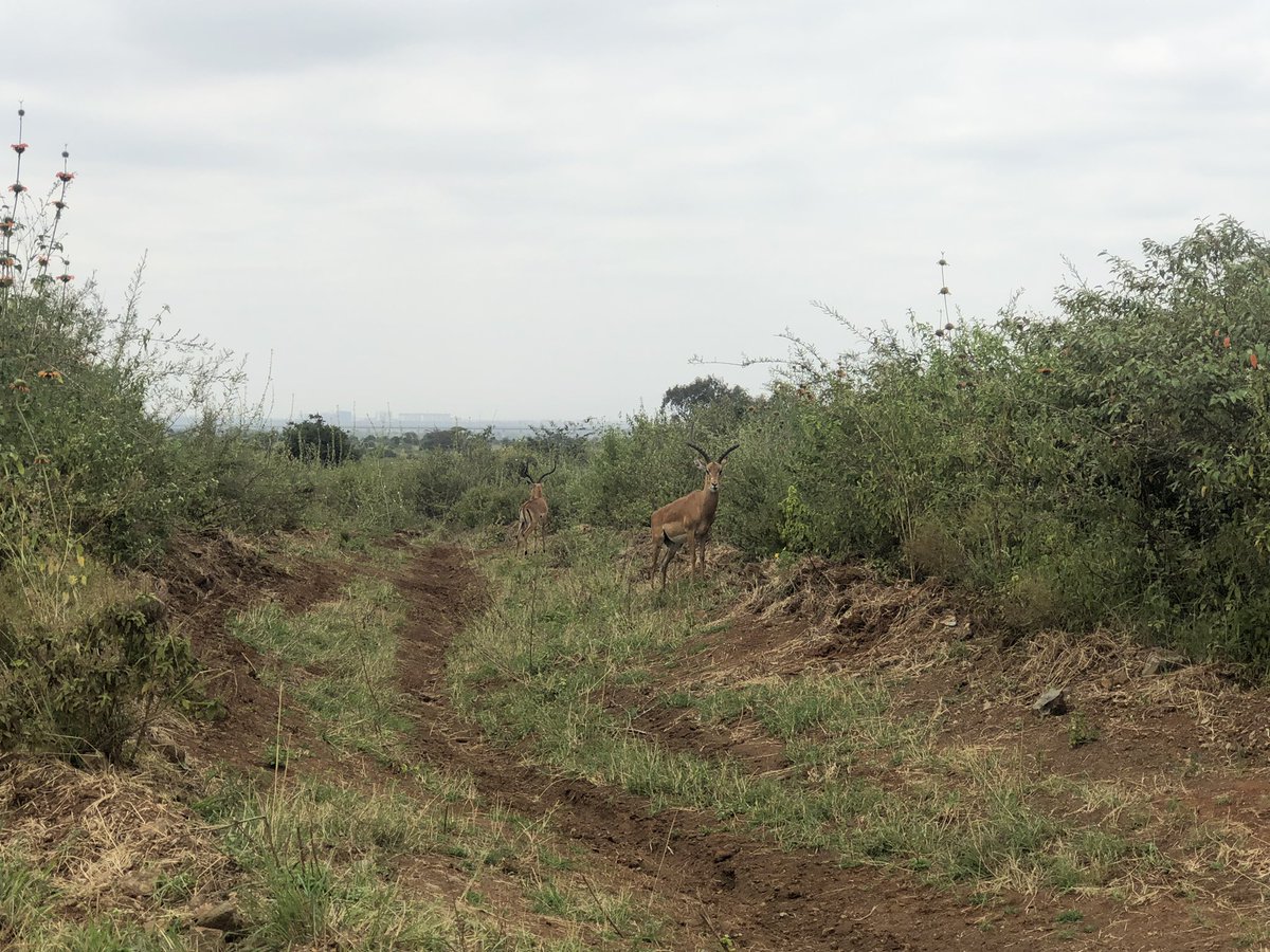 AlmasiNfts's tweet photo. Two Impala bucks on their own. And the Multimedia University monstrosity standing out against the Ngong Hills. #NairobiNationalPark #SundayMorningBliss https://t.co/blfgrrtHU5
