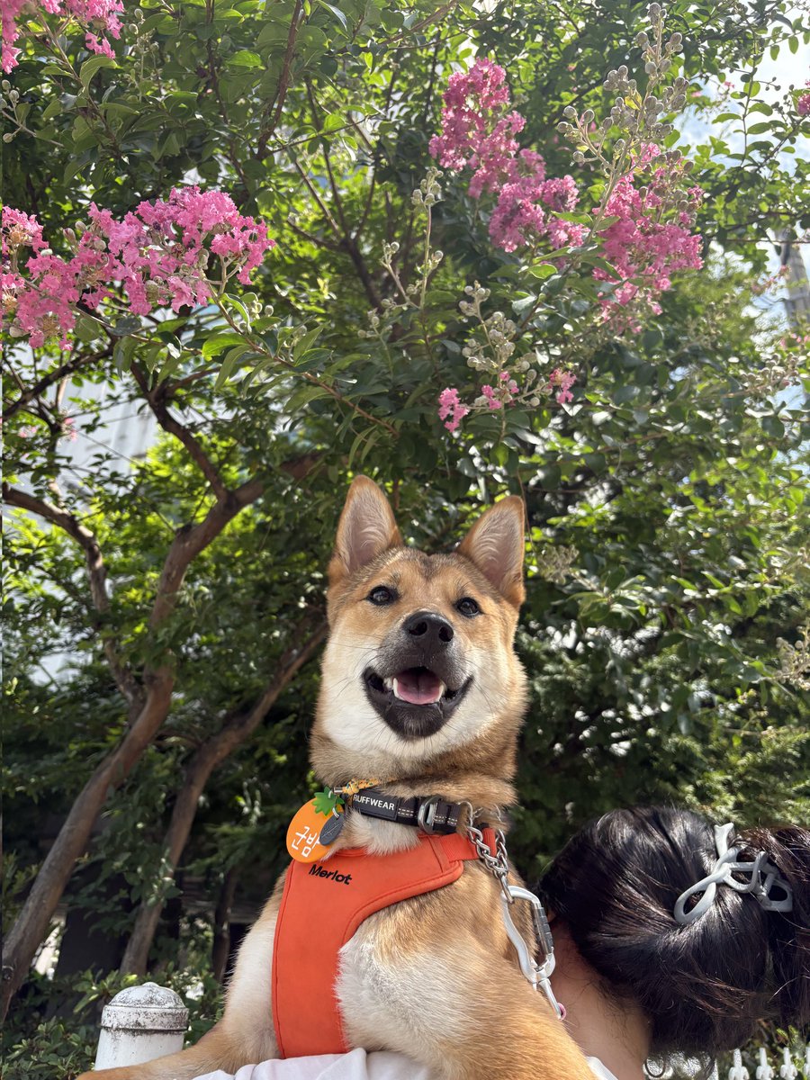 soonmi_dog's tweet photo. ❤️군밤이를 소개합니다❤️
공고번호만 4개! 입양자의 지속되는 유기/방임으로 결국 구조하게된 군밤이🥹
입양전제 임보처/입양처를 찾습니다
✔️장점: 저지레, 짖음x, 차 잘탐, 애견동반카페 방문가능, 실외배변o, 기본훈련o
✔️유의사항: 퍼피시기 입질교정중, 소동물 반응있음
✔️☀️생각보단 말 잘들음☀️ https://t.co/hvVwbseao8