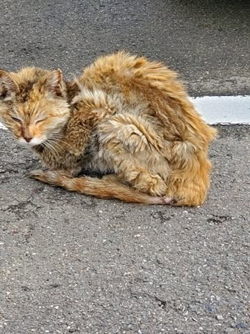 nyankonokai1's tweet photo. あれから6年
昨日は　「さくらねこ」花子の命日だった
野良で生きると言うことはこういうこと

野良猫なくそう https://t.co/aRPiftCPg0