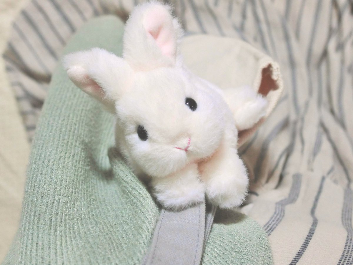 paluusagi's tweet photo. 🐰本日21:00~販売開始🐰

肩乗りうさぎのミニポーチ、本日21:00~販売開始予定です。
各色１匹ずつのご用意です。
気になる子がいましたら、ぜひお早めにご覧ください🌼

https://t.co/nGcQAad7G4 https://t.co/2txGxsJwsJ