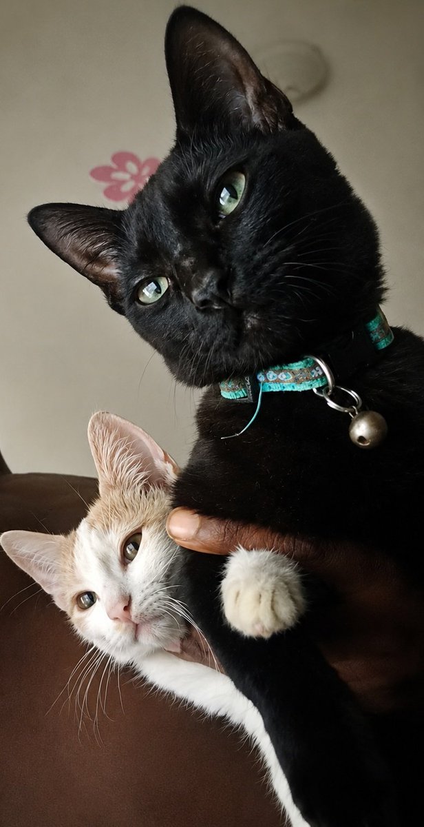 TripsWRLD969's tweet photo. Hello CT,
Happy Sunday.
Meet king Simba the Puss and Captain Lilith.
The king thinks y'all should touch grass today.

Guess who the king is😌 https://t.co/YNnM8DD4N6